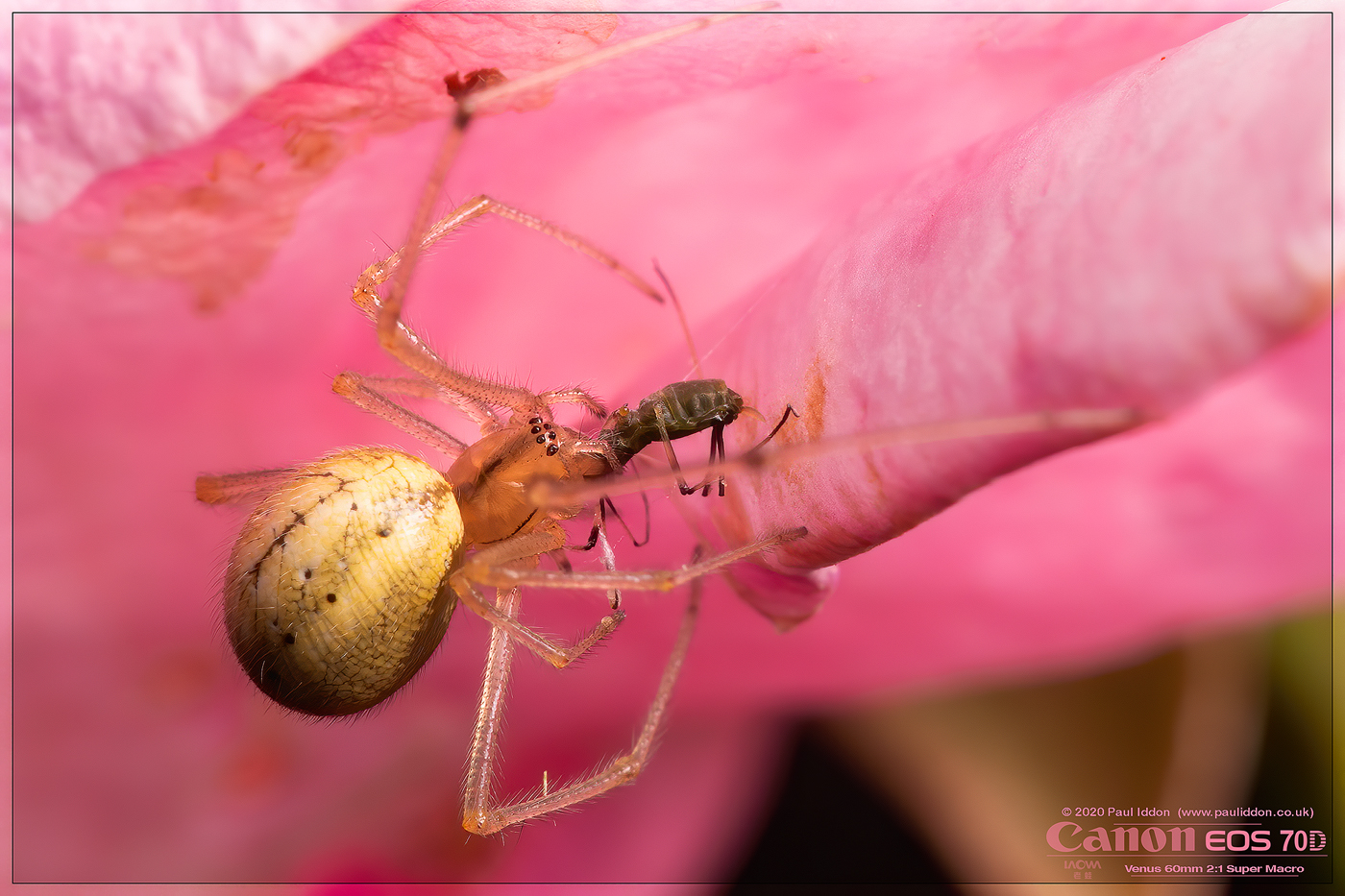 spider_aphid02.jpg