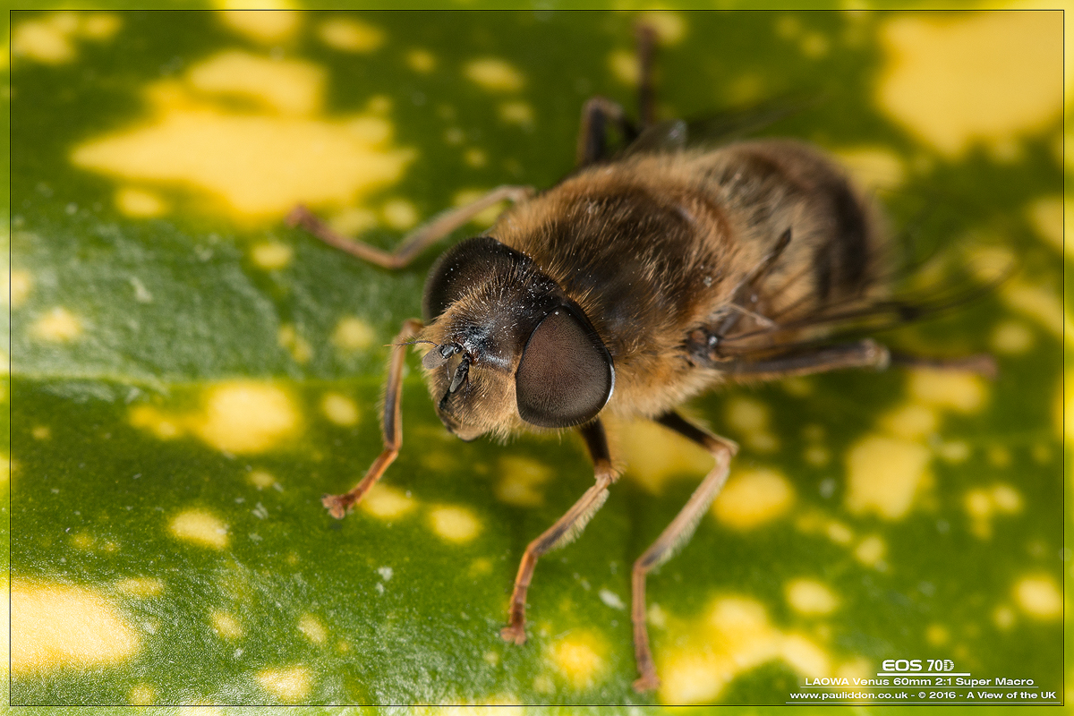 1200eristalis02.jpg