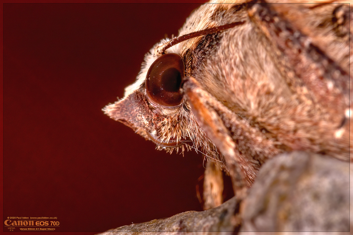 moth01_20.jpg
