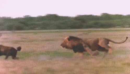 leon-caza.gif