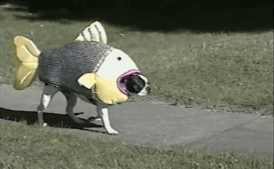 tumblr_nw45j0lNXo1teibvto1_400.gif