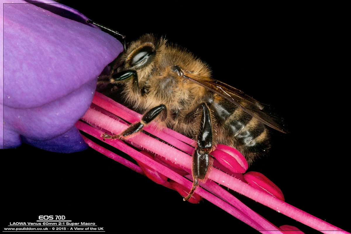 1200bee2_2.jpg