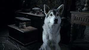 direwolf.gif