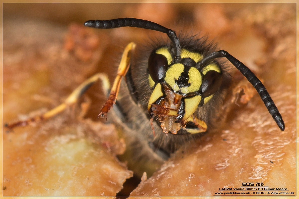 1200waspclose1.jpg