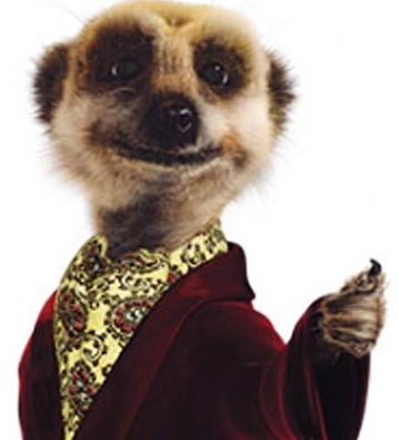 Meerkat.jpg