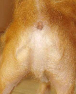 pareidoliajc.jpg