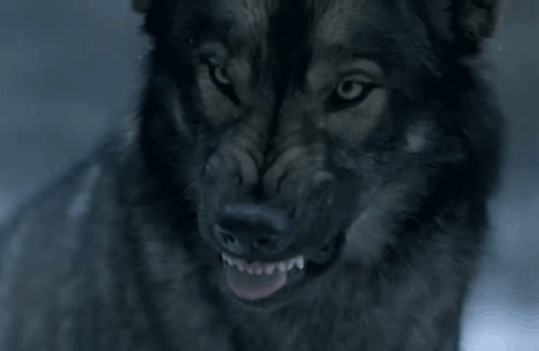 tumblr_mzi5ljXY5M1t5ksxco1_500.gif