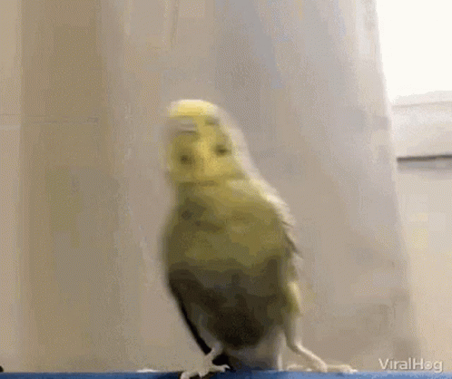 bird-cute.gif