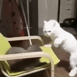 cat-gif-8.gif