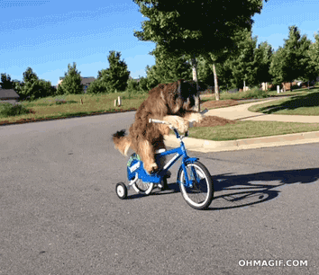 DB.gif