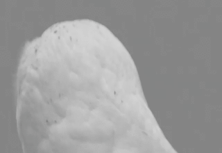 235.gif