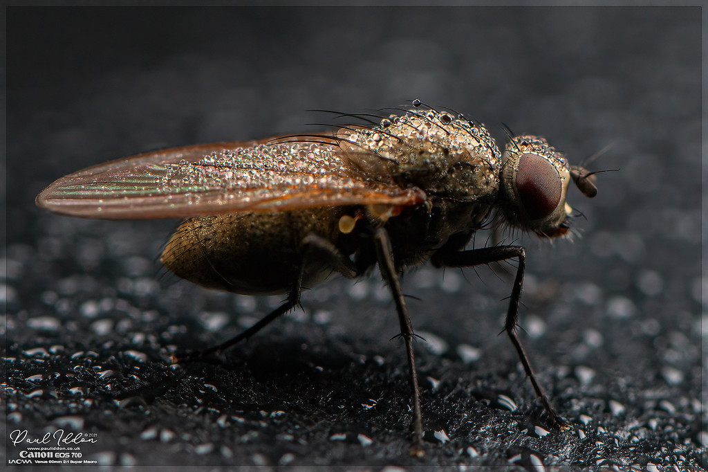 wetfly_4k_1800-XL.jpg