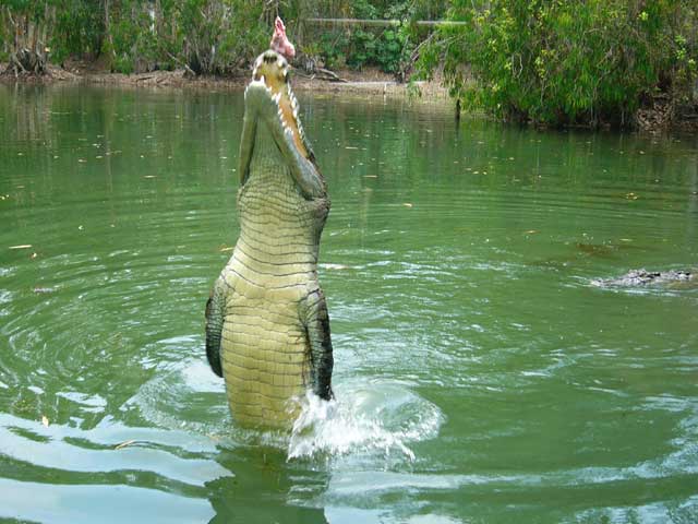 jumping-crocodile-1.jpg