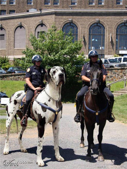 1adweird-cop-on-dog.jpg