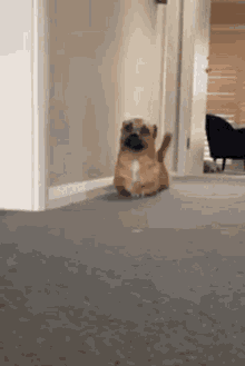 dog-lol.gif