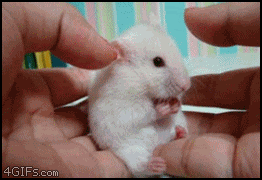 1326842795238.gif