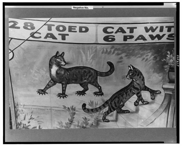 28-toes-cat-768x617.jpg