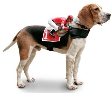 Jockey-Rider-Pet-Costume-dog.jpg
