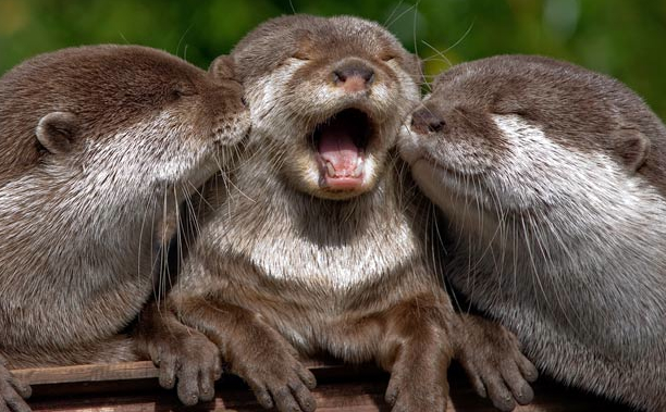 otters.jpg