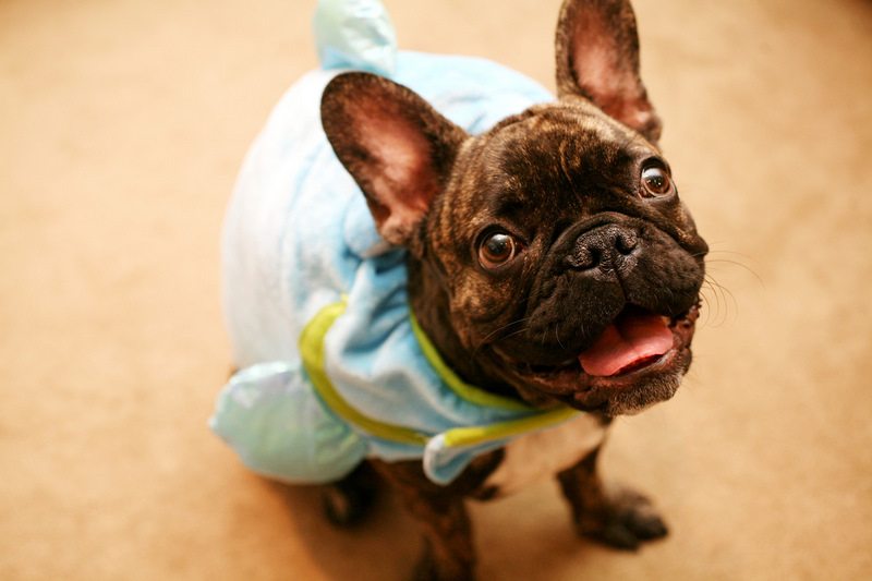 blow-fish-dog-halloween-costume.jpg