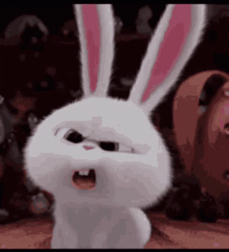 bunny-what.gif