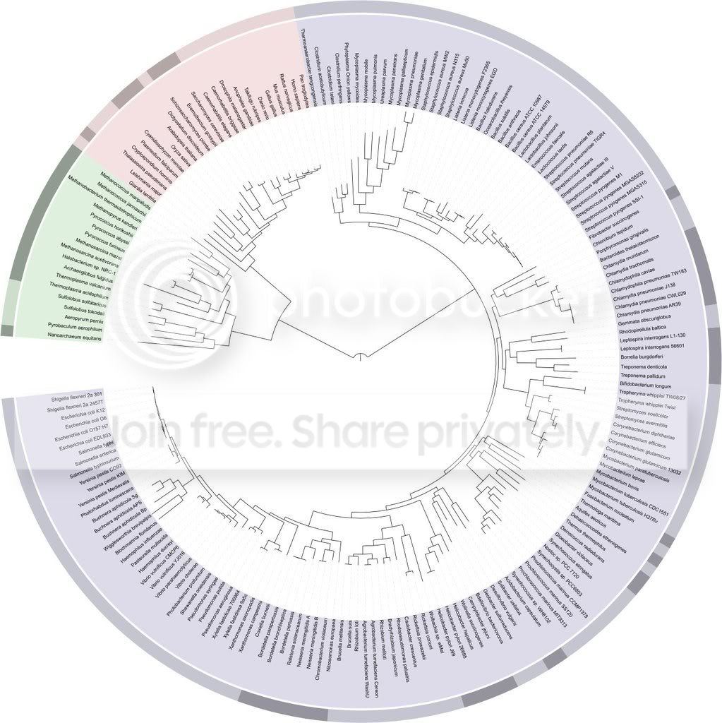 ITOL_Tree_of_life-1.jpg