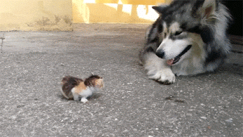 tumblr_o0rfhtw3rg1v1vw2lo1_400.gif