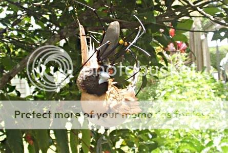 bird_eating_spider02.jpg