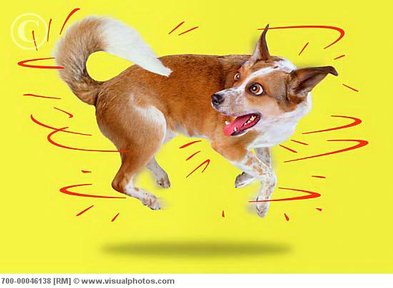 dog_chasing_his_own_tail_700-00046138.jpg
