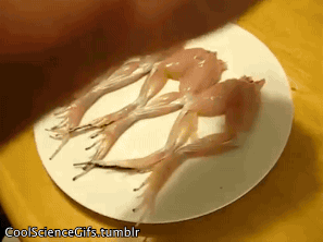 tumblr_n3qgpgo0nh1tozyi0o1_400.gif