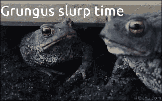 grungus-toad.gif