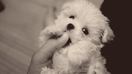 tumblr_lxt3h20C0h1qmp15uo1_500.gif