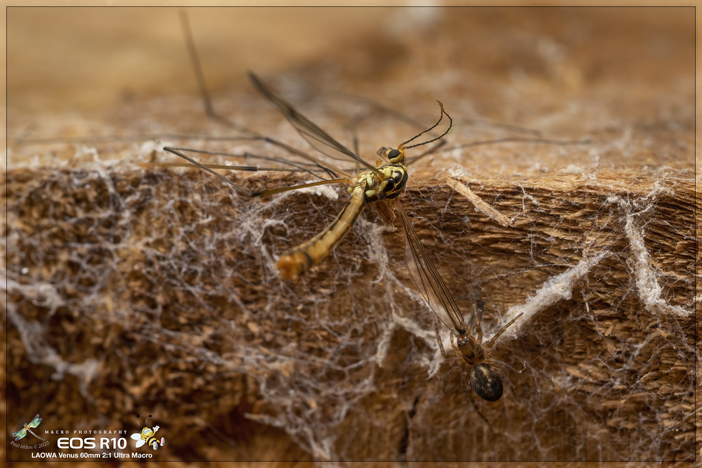 cranefly_meal_b-XL.jpg