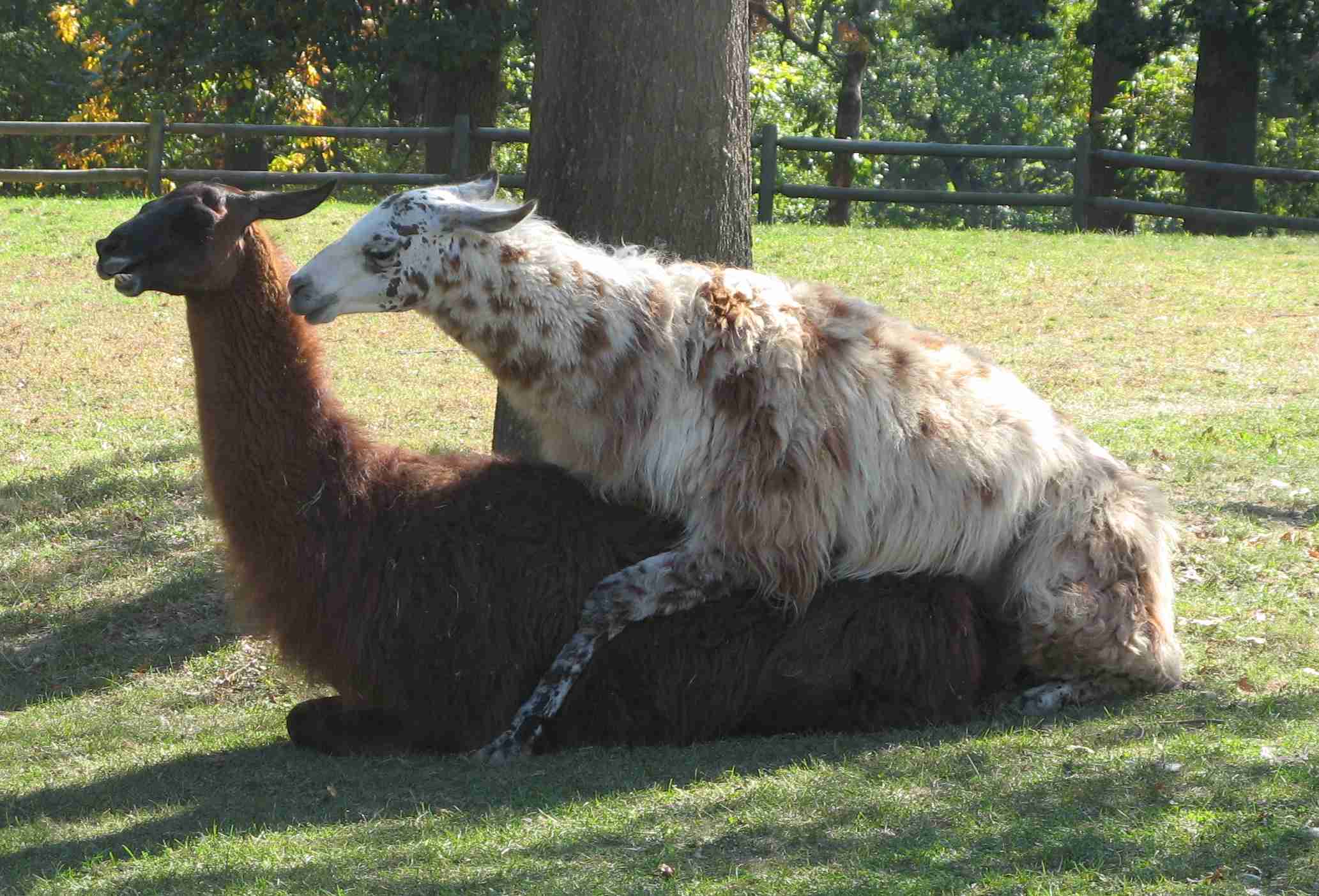 Llamas%20having%20sex.jpg
