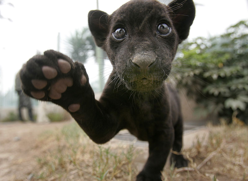 black-baby-jaguar.jpg
