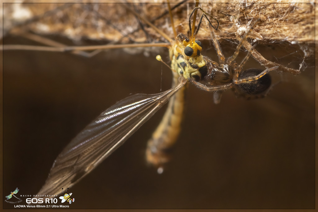 cranefly_meal_d-XL.jpg