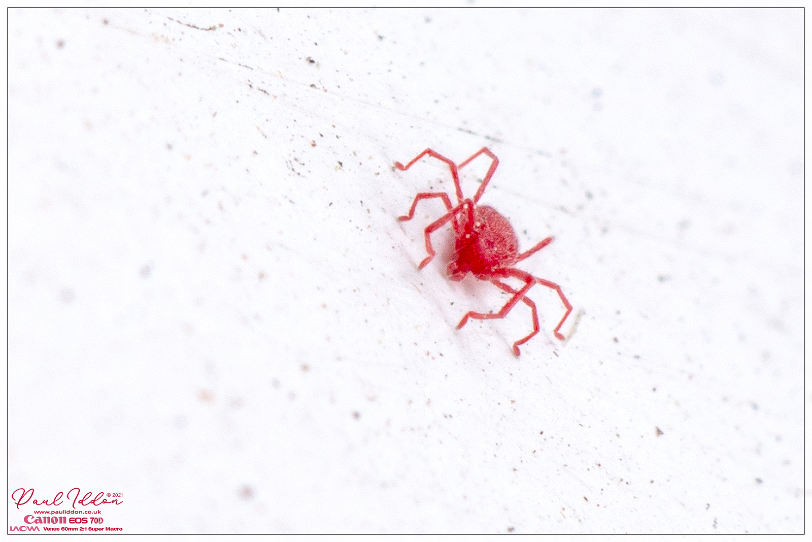 redmite6_4k_1800-X3.jpg