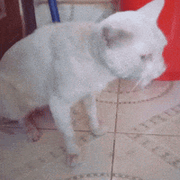 cat-throw-up.gif