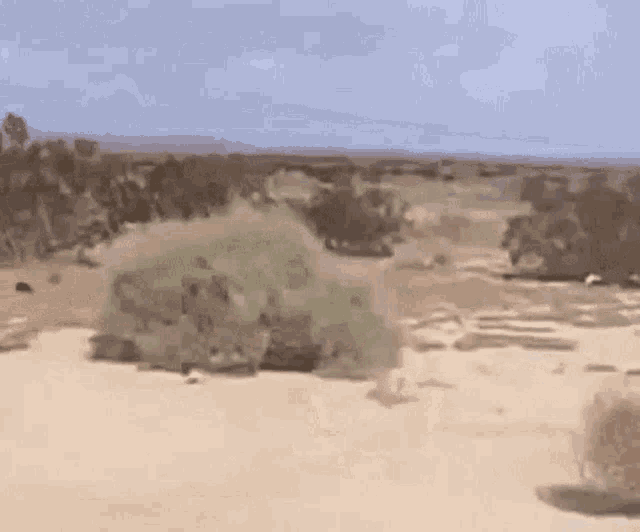 tumbleweed-desert-gif.257444