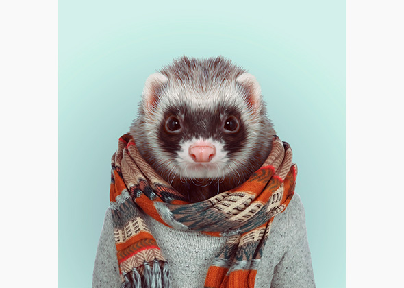weasel.jpg
