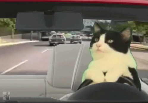 cat-drive.gif