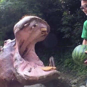 95604fab46364842abae53992c988f35.gif