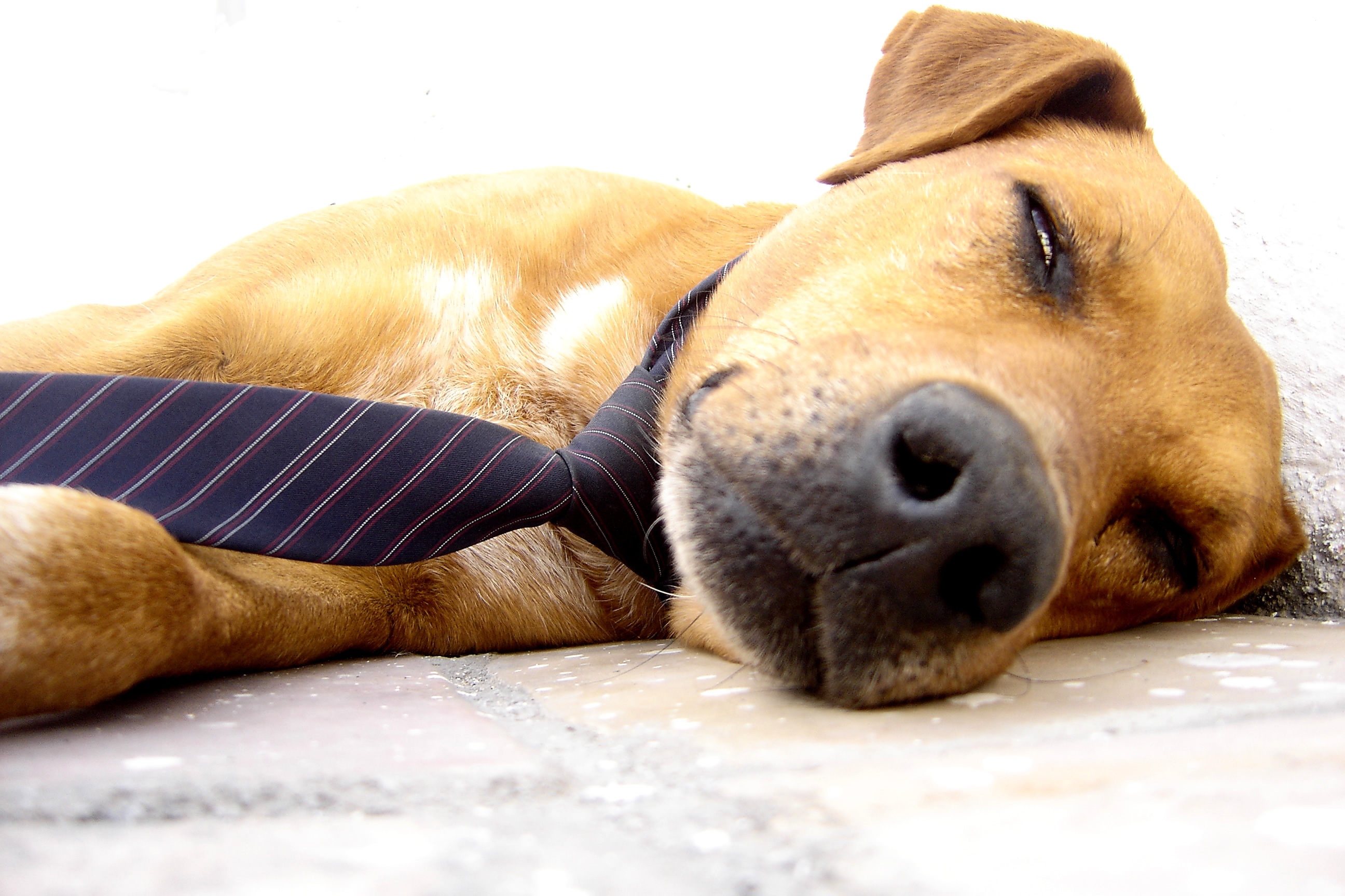 tired-dog.jpg