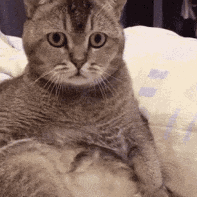 cat-confused.gif