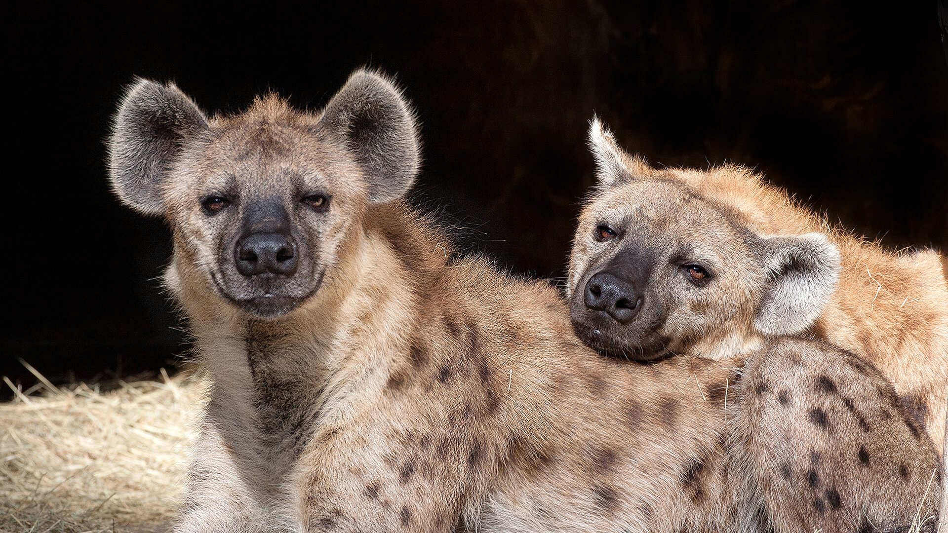 animals_hero_hyena_spotted.jpg