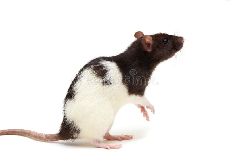 black-white-rat-10881909.jpg