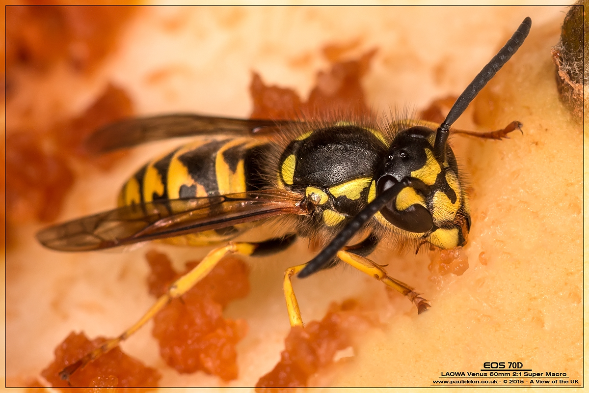 1200wasp01.jpg