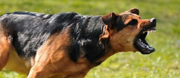 Oregon-Dog-Attack-Injury-Attorneys.jpg