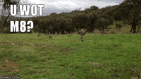 200w.gif