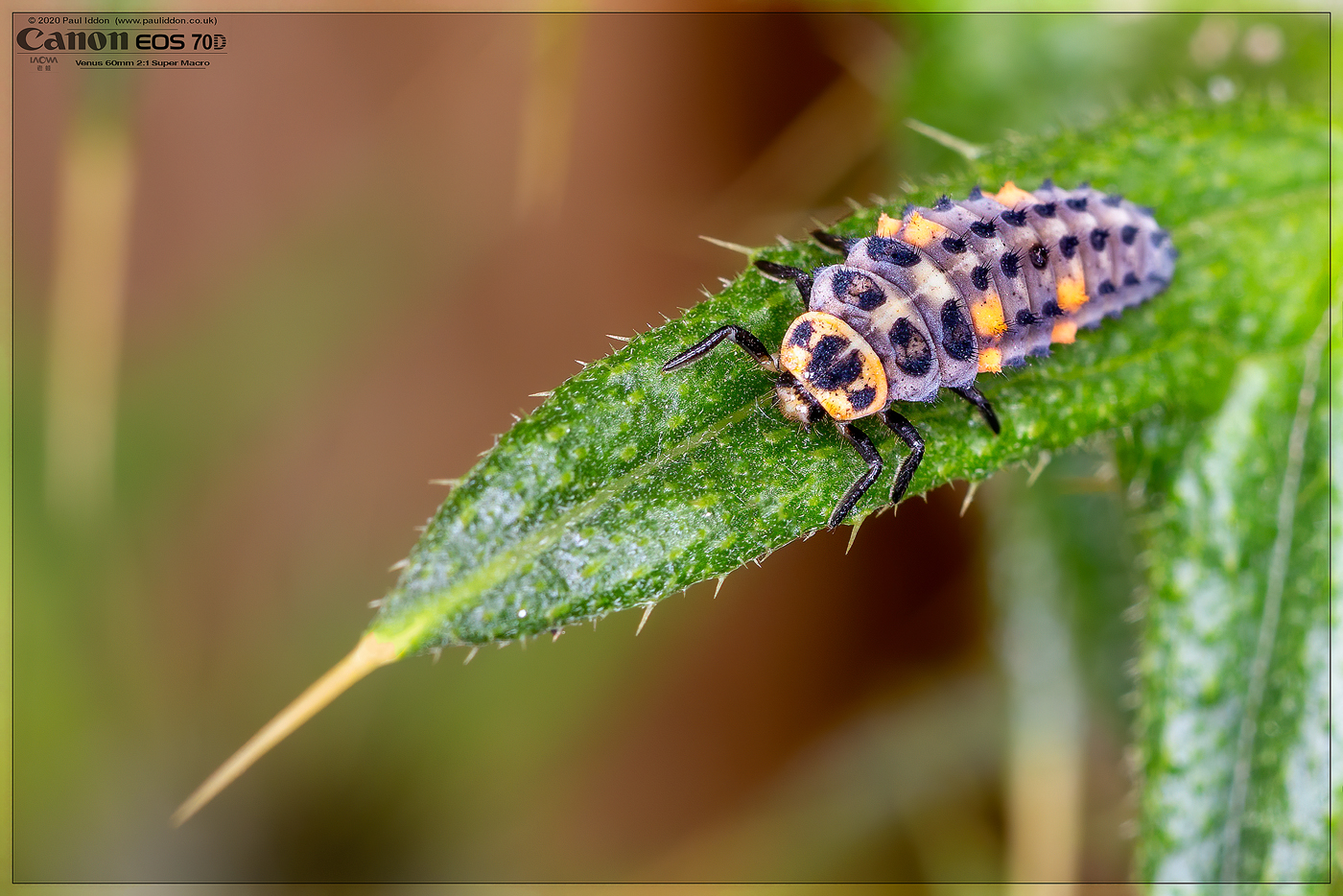 lady_larva_2020_03.jpg